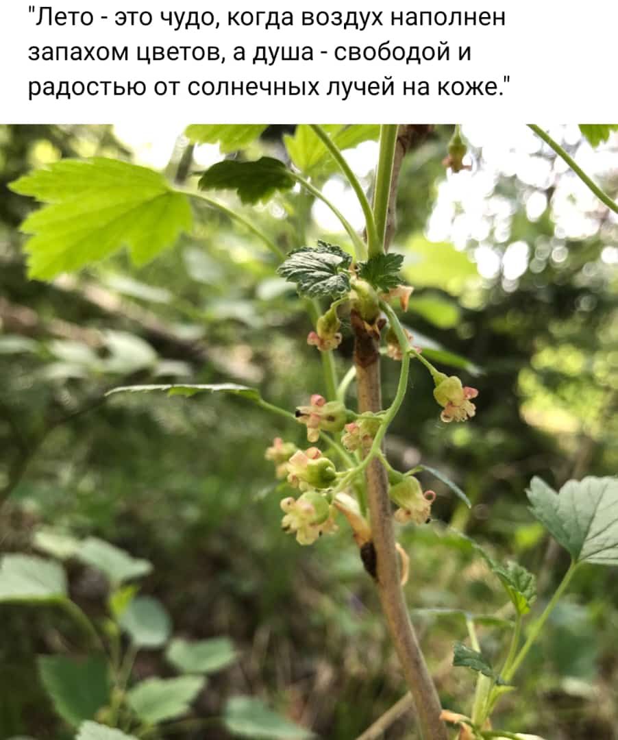 Лето _ это чудо когда воздух наполнен запахом цветов а душа свободой и радостью от солнечных лучей на коже
