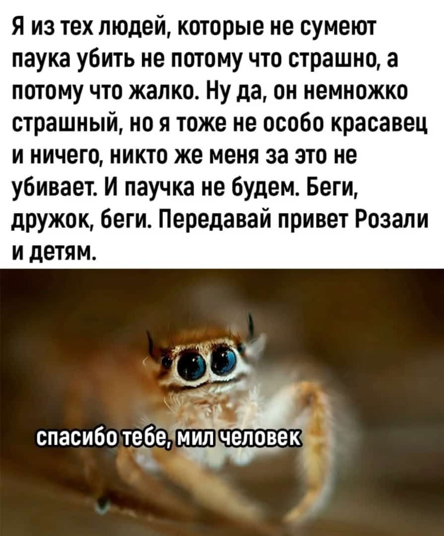 Я из тех людей которые не сумеют паука убить не потому что страшно а потому что жалко Ну да он немножко страшный но я тоже не особо красавец и ничего никто же меня за это не убивает И паучка не Будем Беги дружок Беги Передавай привет Розапи И дЕТЯМ