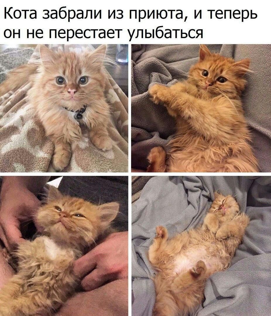 Кота забрали из приюта и теперь он не перестает улыбаться