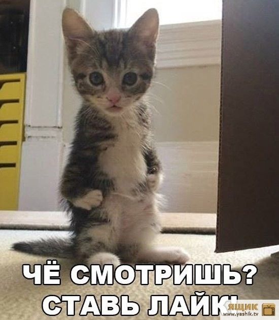 81 сз
