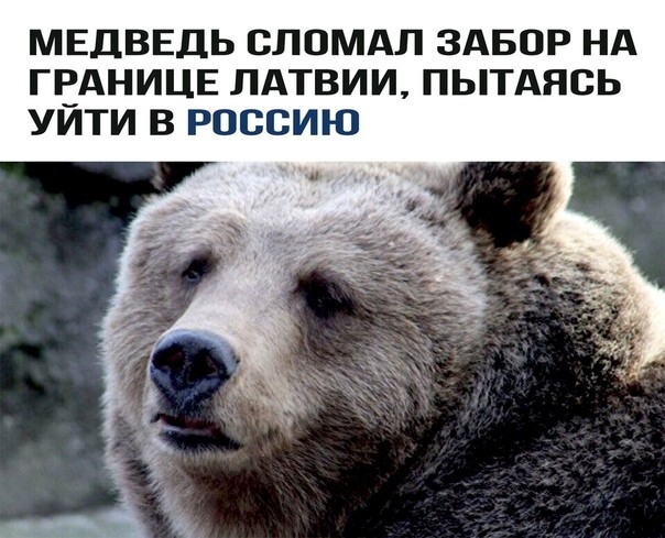 МЕДВЕДЬ СЛОМАЛ ЗАБОР НА ГЕАНИЦЕ ЛАТВИИ ПЬТАЯСЬ УИТИ В РОССИЮ