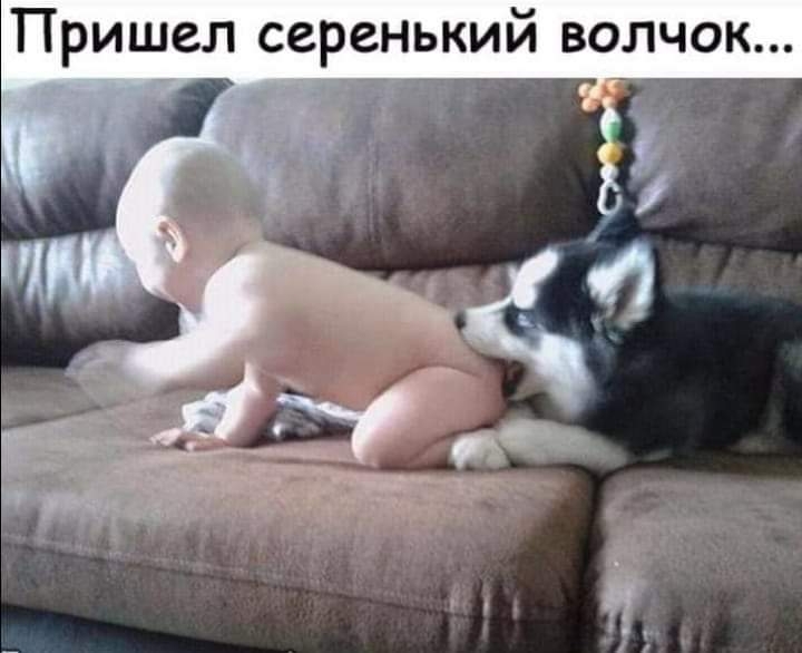 Пришел серенький волчок