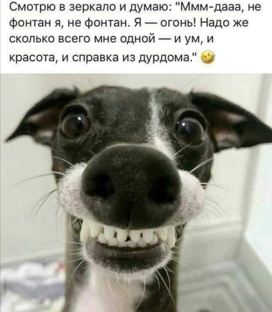 Смотрю в зеркало и думаю Мммдааа не Фонтан я не фонтан Я огонь Надо же сколько всего мне одной и ум и красота и справка из дурдома