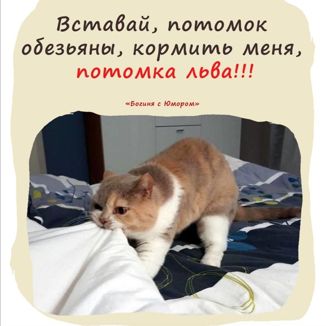 Вставай потомок обезьяны кормить меня Богиня с Юмором