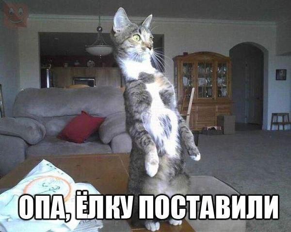 ШШ шип путали