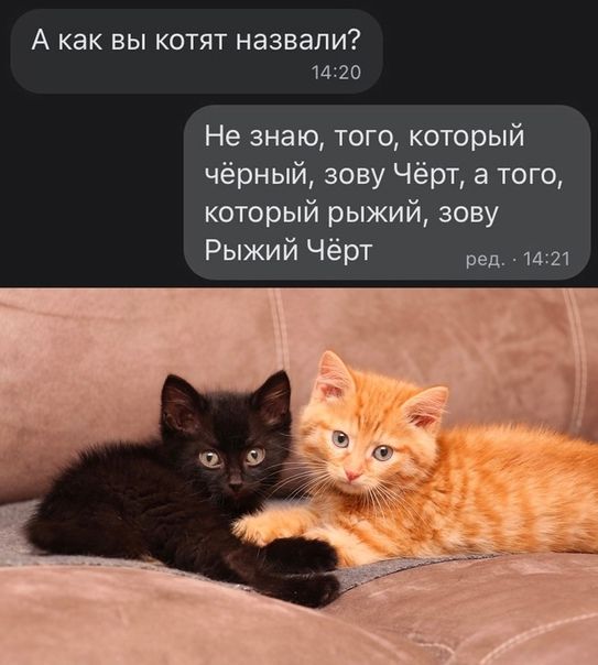 А как вы котят назвали 1420 Не знаю того который чёрный зову Чёрт а того который рыжий зону Рыжий Чёрт 1