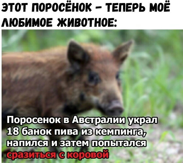 этот поросЁнок теперь моЁ АЮБИМОЕ животное