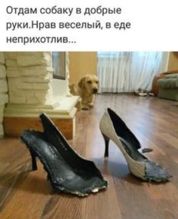 Отдам собаку в добрые рукиНрав веселый в еде неприхотлив