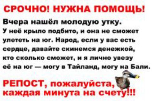СРОЧНО НУЖНА ПОМОЩЬ Вчера нашёл молодую утку У ии крыло подвиге он и спо юг упаси и юг Народ если у не осп сотс ппйп спи ош мнекой сколько сиски и я лично упу и юг могу Тим пд могу и Бит РЕПОСТ пожалуйста каждая минут из сч