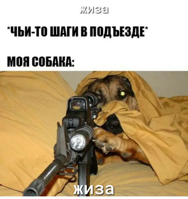 ЖИЗЕ ЧЬИ П ШАГИ В ППДЪЕЗДГ _ МШ СОБАКА