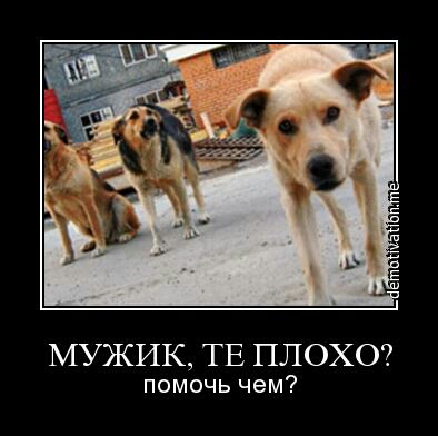 МУЖИК ТЕ ПЛОХО помочь чем