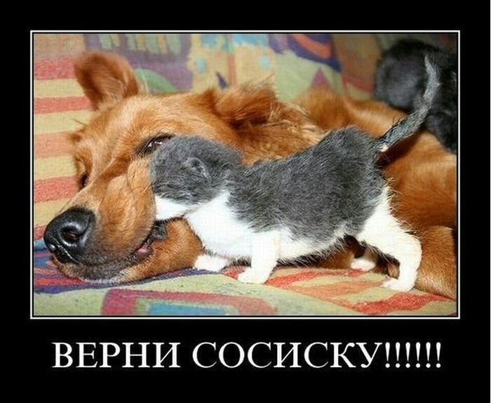 ВЕРНИ СОСИСКУ