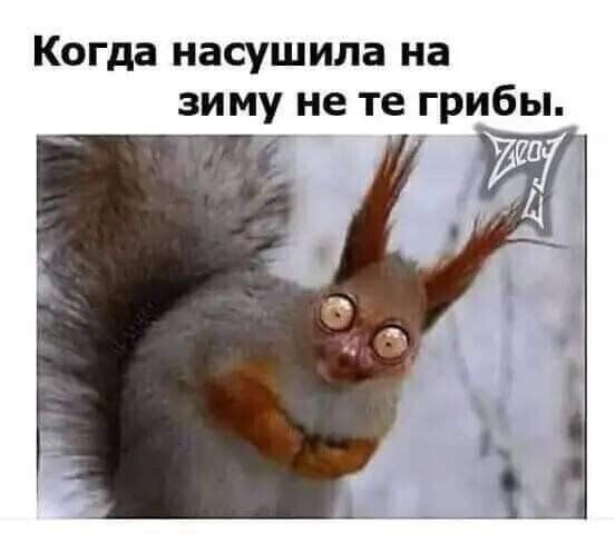 КОГДЗ НЗСУШИЛЗ на зиму не те грибы 71 17