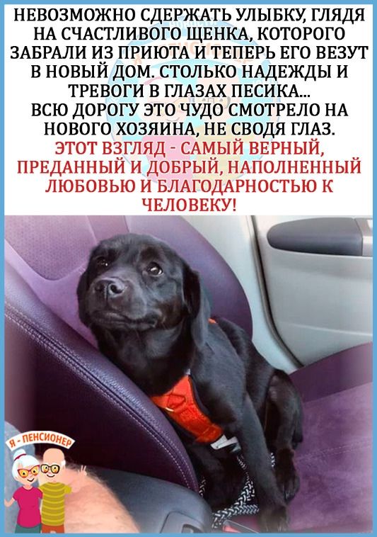 НЕвозможно СДЕРЖАТЬ улывкх глядя НА СЧАСТЛИВОГО ЩЕНКА которого ЗАБРАЛИ и ПРИЮТА и ТЕПЕРЬ ЕГО ввзут в новыи дом столько НАДЕЖДЫ и ТРЕВОГИ в ГЛАЗАХ ПЕСИКА всю дорогу это чудо смотгвло НА нового ХОЗЯИНА НЕ водя ГЛАЗ этот взгляд САМЫИ вврныи ПРЕДАННЫЙ и довгый НАПОЛНЕННЫЙ лювовыо и БЛАГОДАРНОСТЬЮ к ЧЕЛОВЕКУ