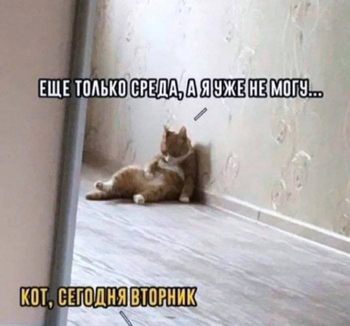 ЩЕ тёмькп ШШШШЕШШШШЪЪ КОТ ЕЕГПДНЯ ВТОРНИК и