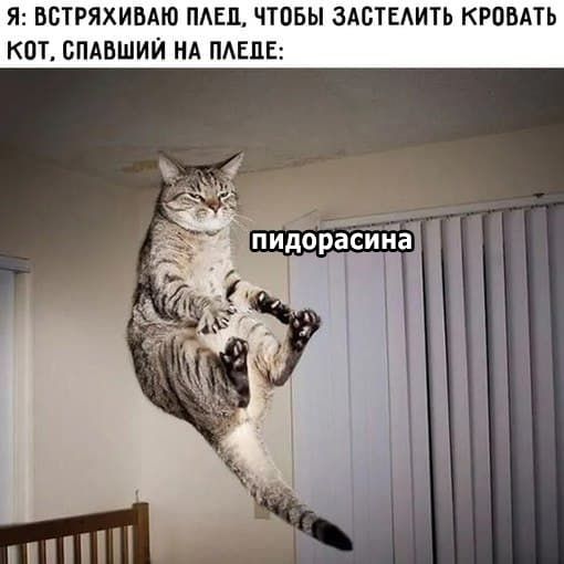 ВСТРЯХИВАЮ ПАЕП ЧТОБЫ ЗАСТЕАИТЬ КРОВАТЬ КОТ СПАБШИЙ НА ПАЕПЕ