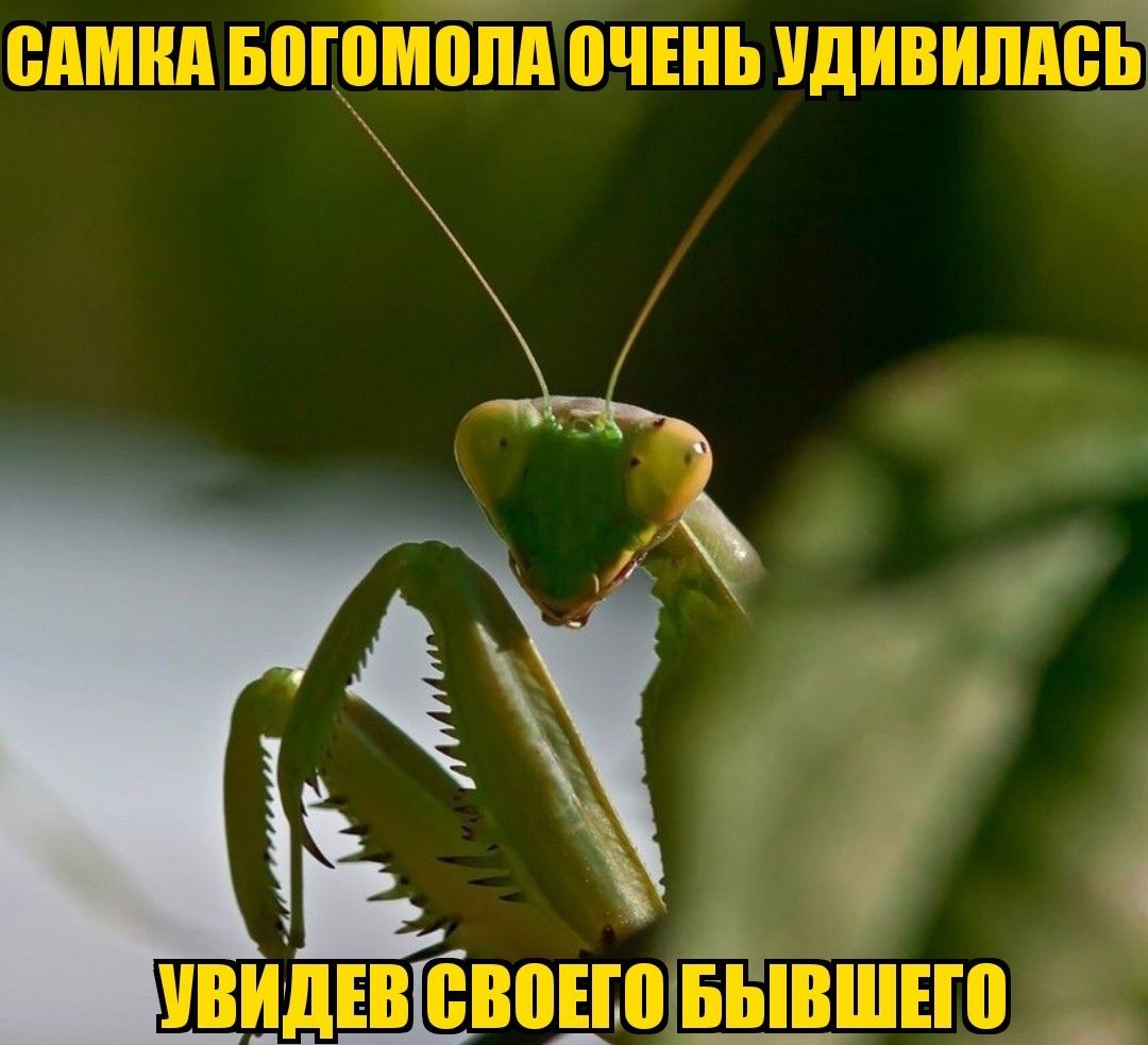 д д эт Пддт _ г 73111ТИЦПЦСі25_к25_31 3441ГГ4Ц _ПінШЧМДЬЗП