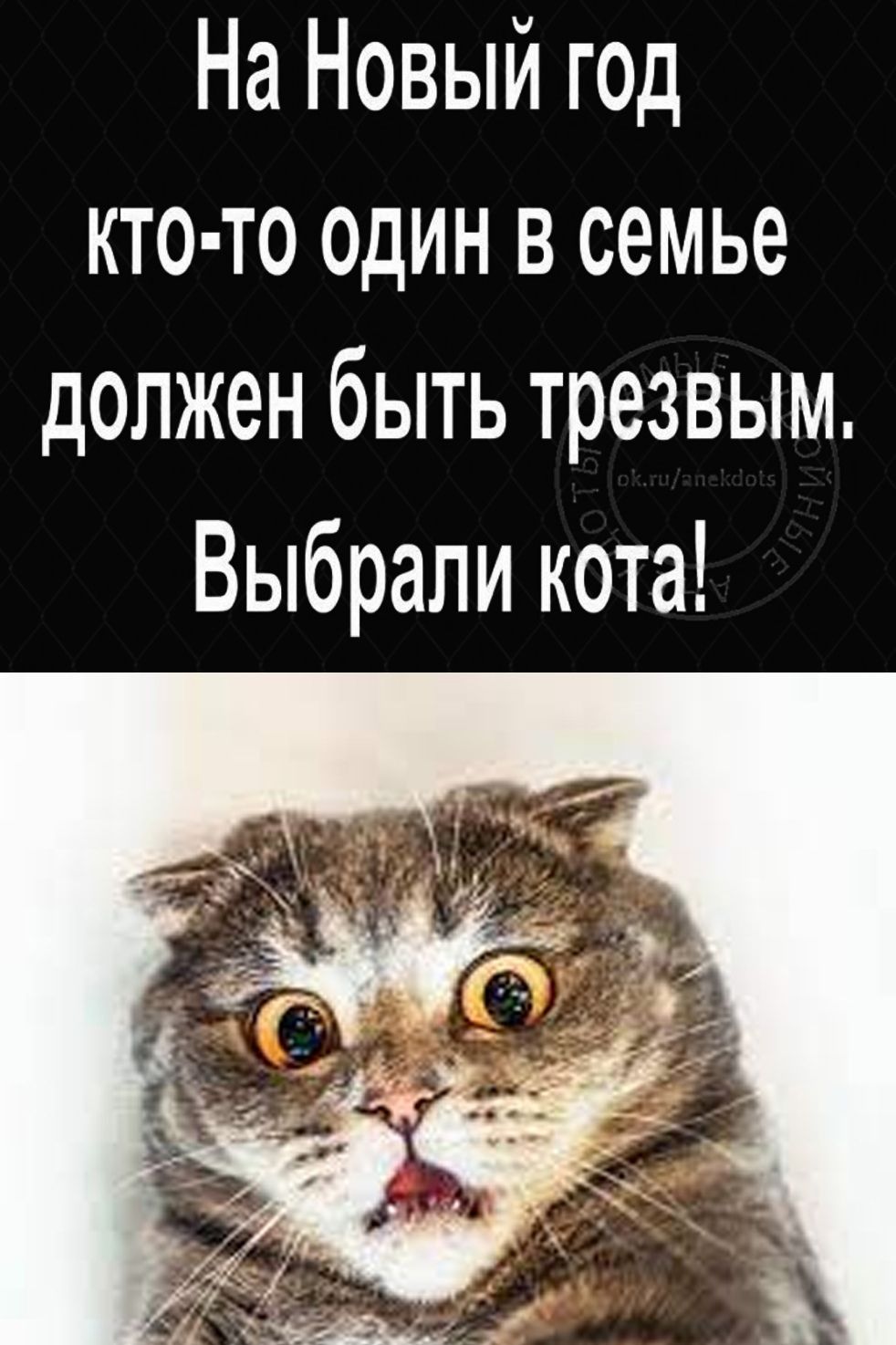 На Новый год кто то ОДИН в семье должен быть трезвым Выбрали кота