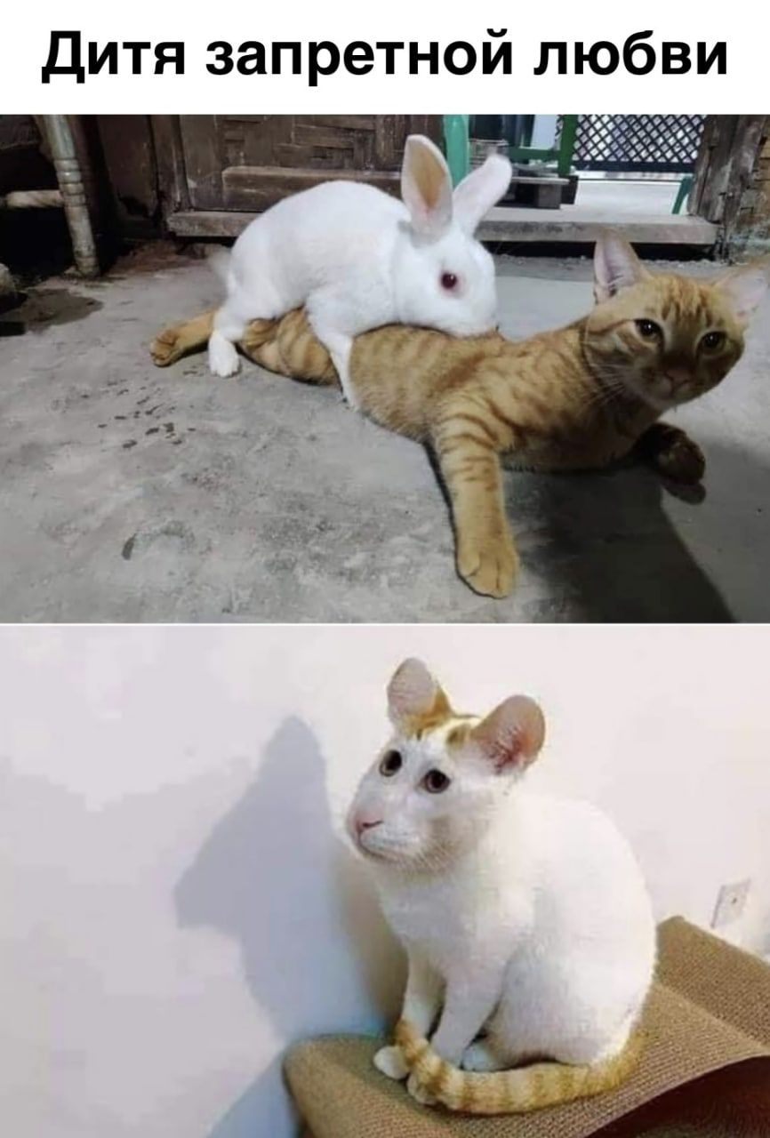 Дитя запретной любви