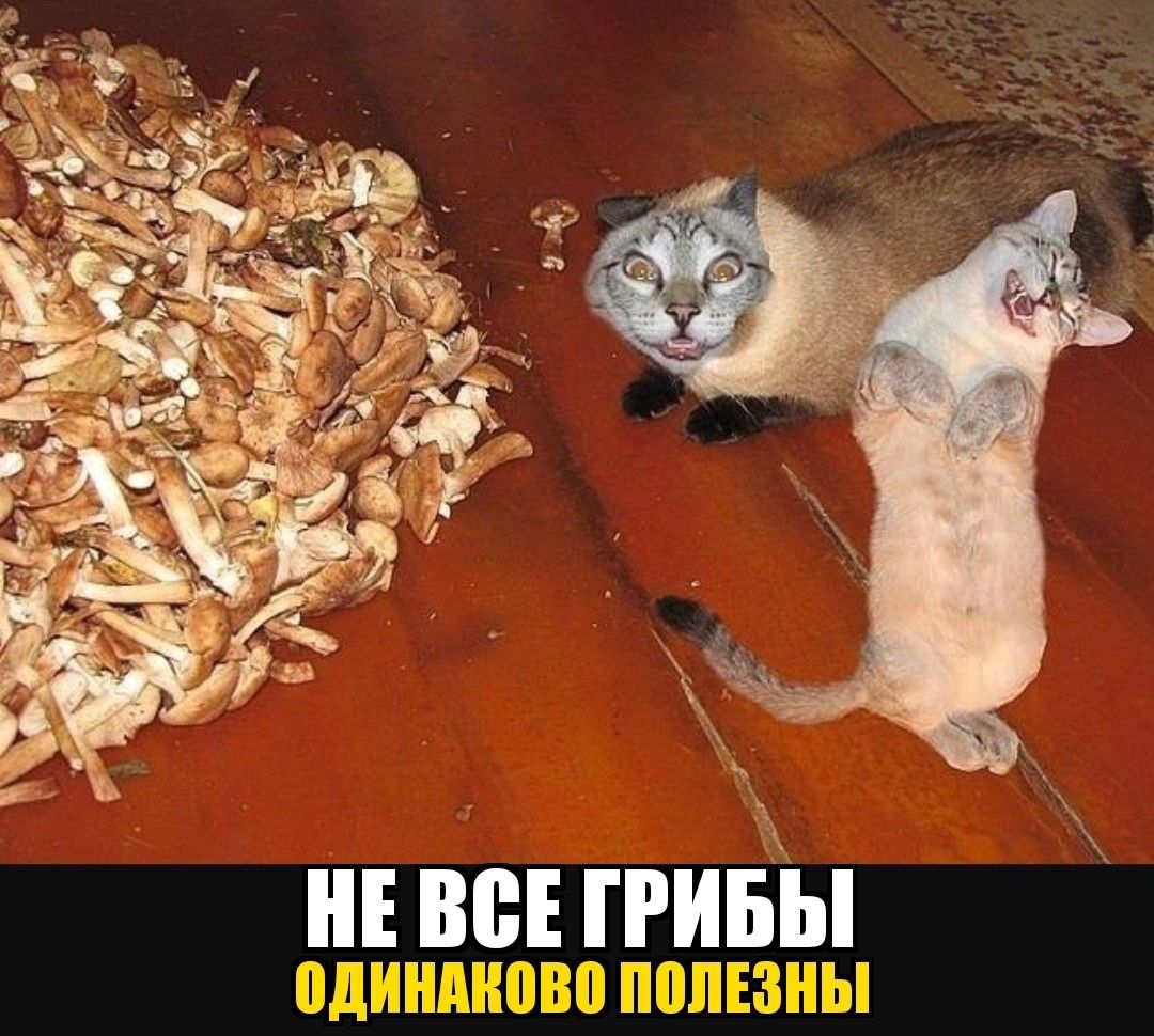 РБГЁЁППП Н кг М _ М ЁППЁ нівоЕгРИБЬ 7 Ш 1