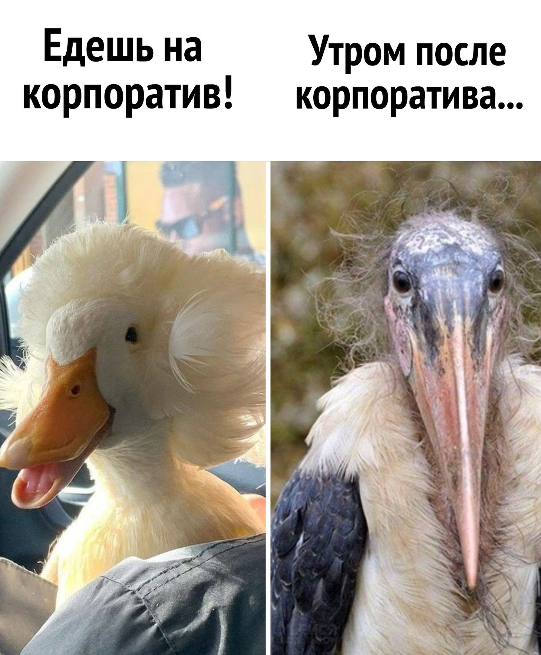 Едешь на Утром после корпоратив корпоратива