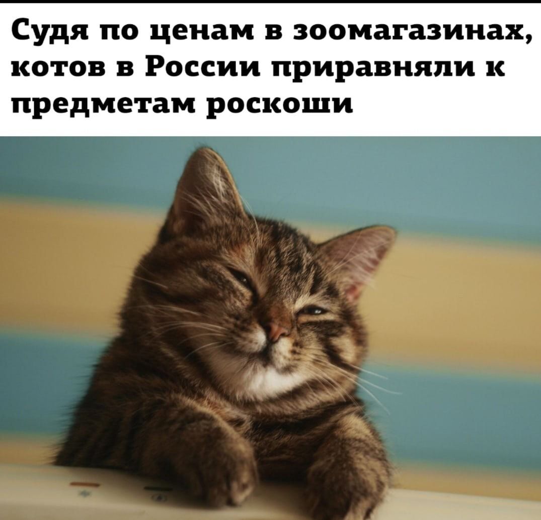 Судя по ценам в зоомагазинах котов в России приравняли к предметам роскоши