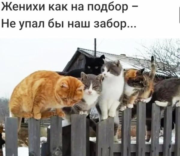 Женихи как на подбор Не упал бы наш забор