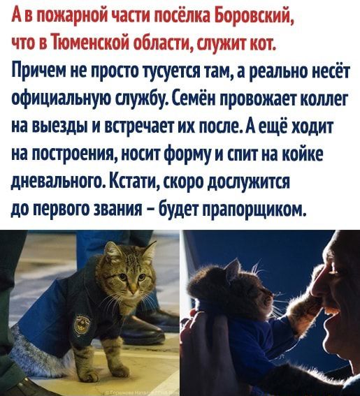 Причем не просто тусуется там а реально несёт официальную службу Семён провожает коллег на выезды и встречает их послеА ещё ходит на построения носит форму и спит на койке дневапьного Кстати скоро дослужится до первого звания будет прапорщиком