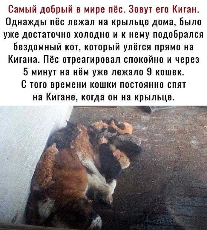 Самый добрый в мире пёс Зовут его Киган Однажды пёс лежал на крыльце дома было уже достаточно холодно и к нему подобрался бездомный кот который улёгоя прямо на Кигана Пёс отреагировал спокойно и через 5 минут на нём уже лежало 9 кошек С того времени кошки постоянно спят на Кигане когда он на крыльце
