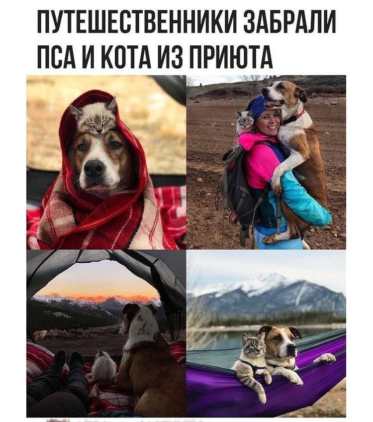 ПУТЕШЕСТВЕННИКИ ЗАБРАЛИ ПВА И КОТА ИЗ ПРИЮТА