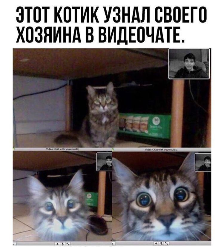 ЭТОТ КОТИК УЗНАЛ ОВОЕГО ХОЗЯИНА В ВИДЕОЧАТЕ