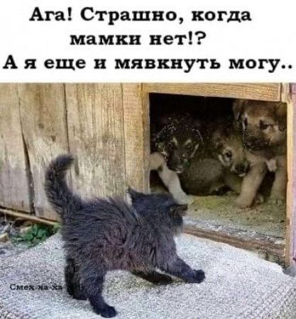 Ага Страшно когда мамки нет А я еше и мявкнуть могу