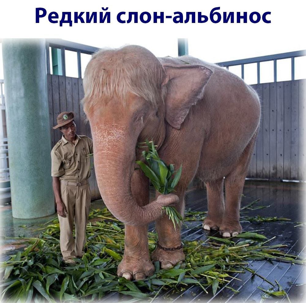 Редкий слональбинос
