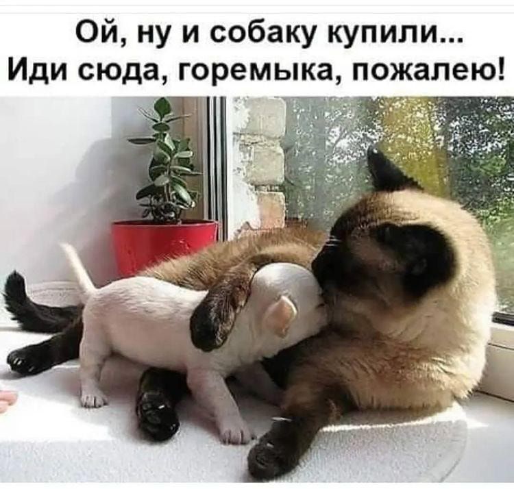 Ой ну и собаку купили Иди сюда горемыка пожалею Ч