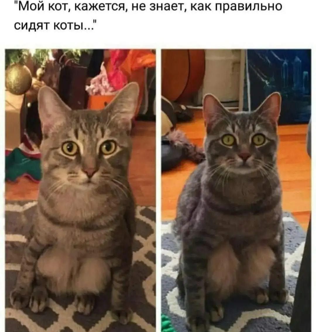 Кот нормально. Мемы с котами и надписями. Котики мемы с надписями. Смешные мемы с котами до слез. Мемы с котиками с надписями смешные.