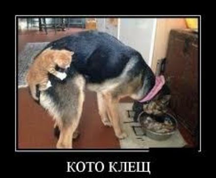 КОТО КЛЕЩ