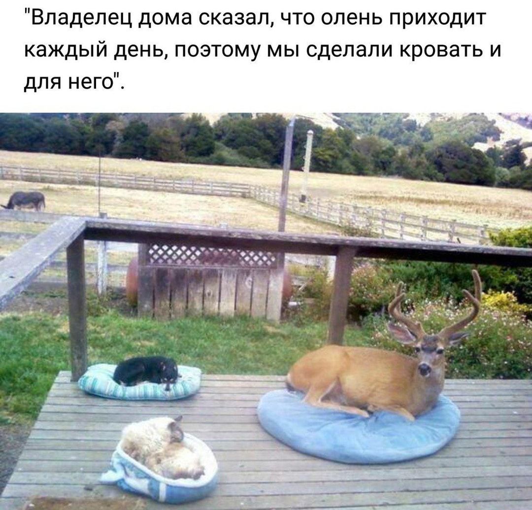 Владелец дома сказал что олень приходит каждый день поэтому мы сделали кровать и для него