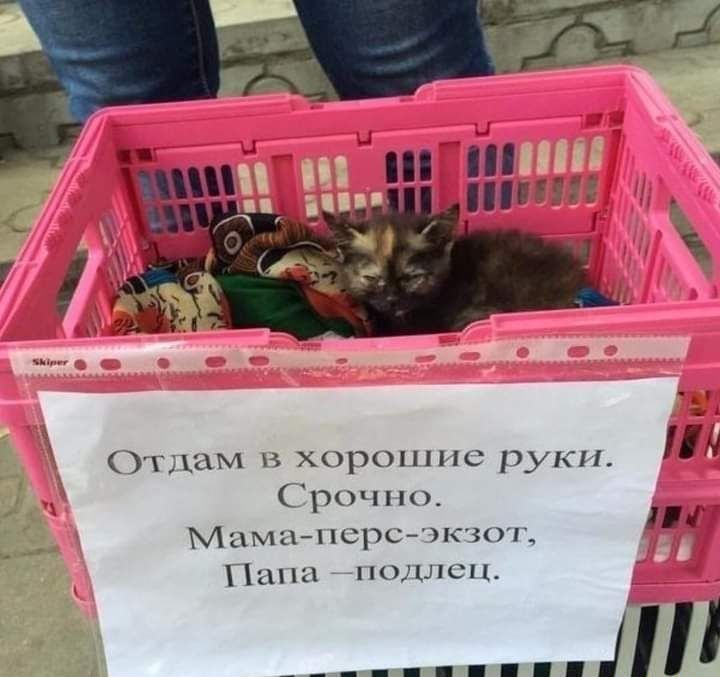 Отдам в хорошие ру Срочно Мама1юрсчкзот Папа подлец _ Ш