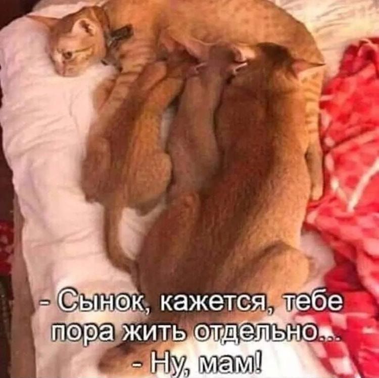 итыдодлет Ма Ц