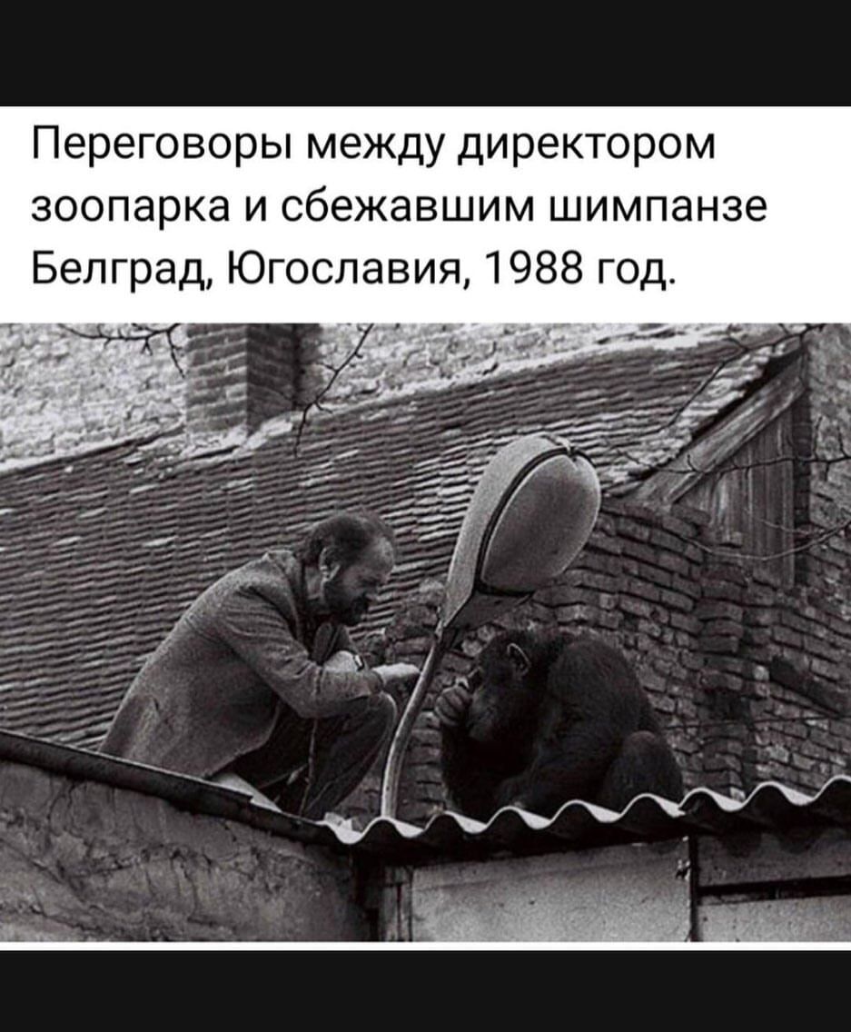 Переговоры между директором зоопарка и сбежавшим шимпанзе Белград Югославия 1988 год