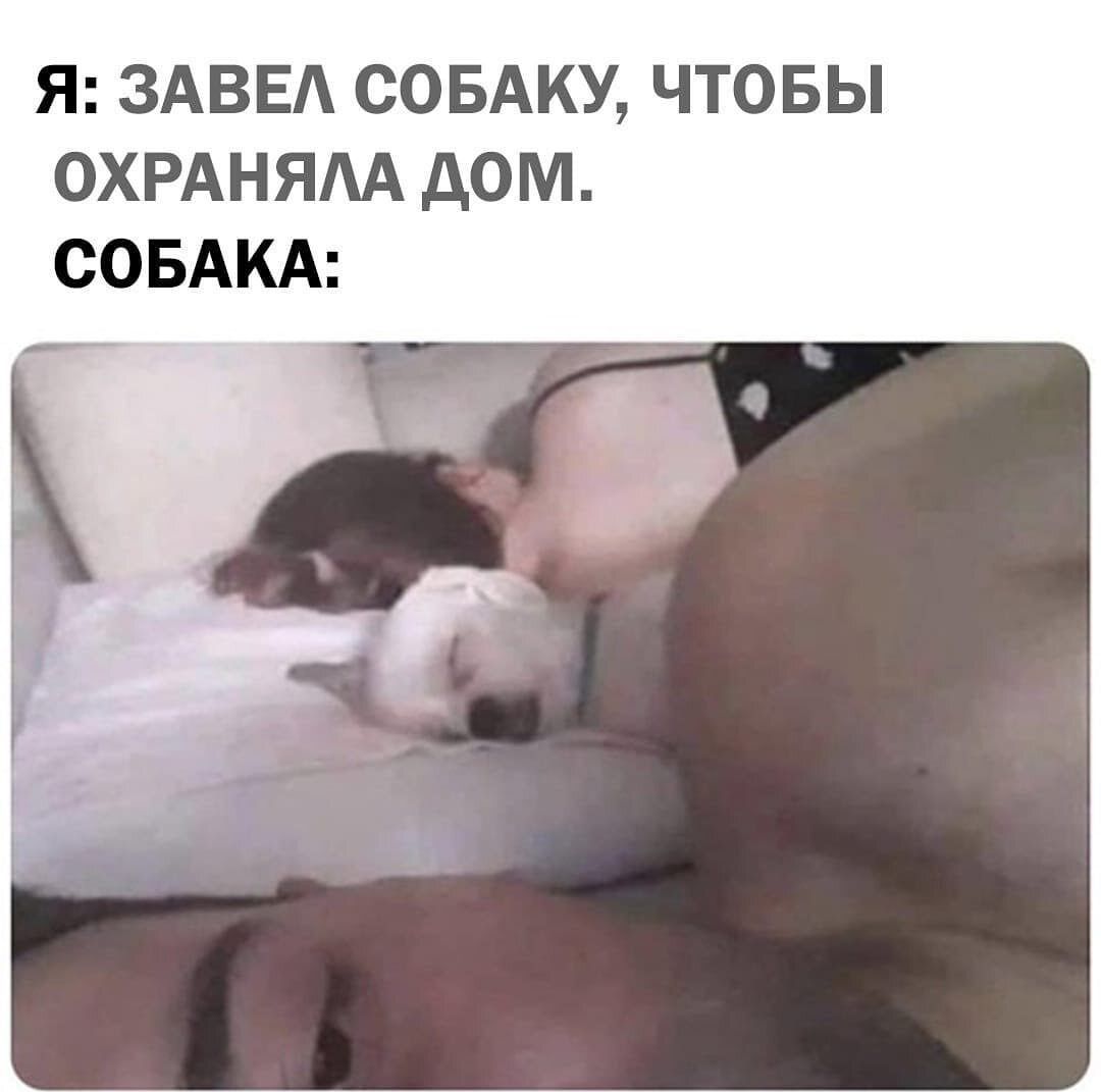 Я ЗАВЕА СОБАКУ ЧТОБЫ ОХРАНЯАА дОМ СОБАКА