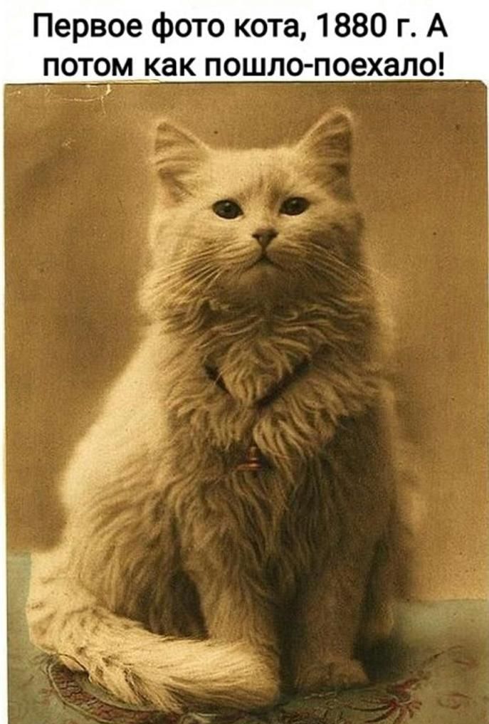 Первое фото кота 1880 г А помтокак пошло поехало _