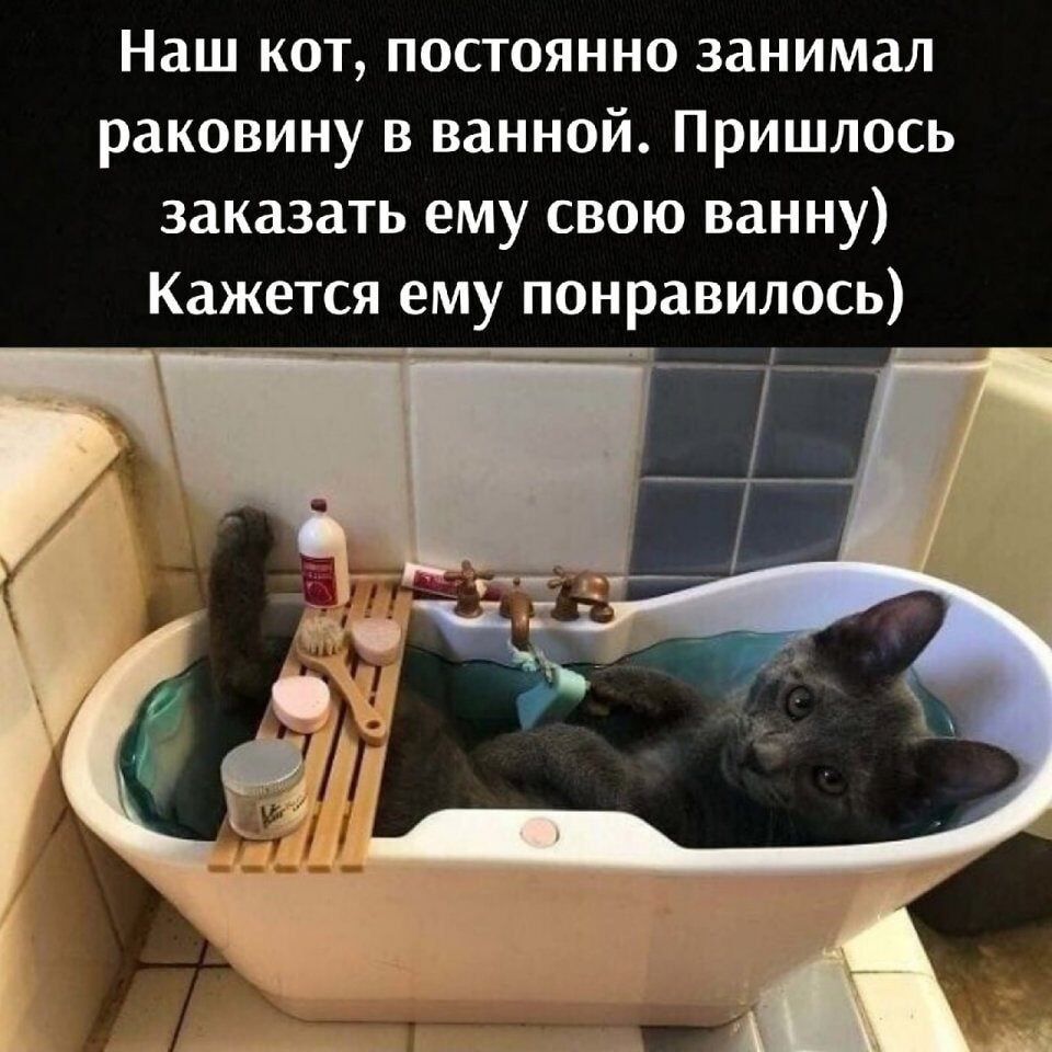 Наш кот постоянно занимал раковину в ванной Пришлось заказать ему свою ванну Кажется ему понравилось _____