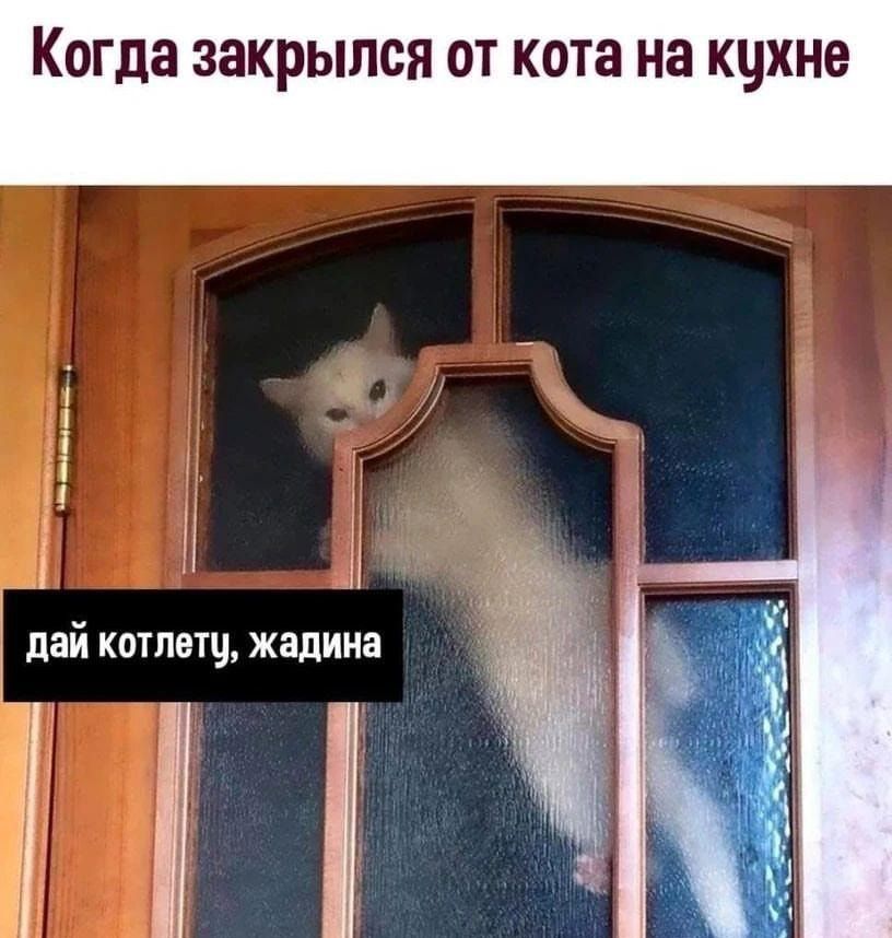 Когда закрылся от кота на кцхне
