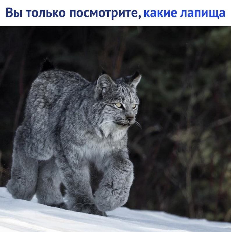 ВЫ ТОЛЬКО ПОСМОТРИТЕ какие лапища