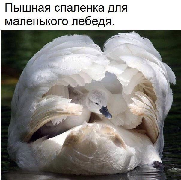 ПЫШНЭЯ СПЭПЭНКЭ ДЛЯ МЭПЭНЬКОГО лебедя