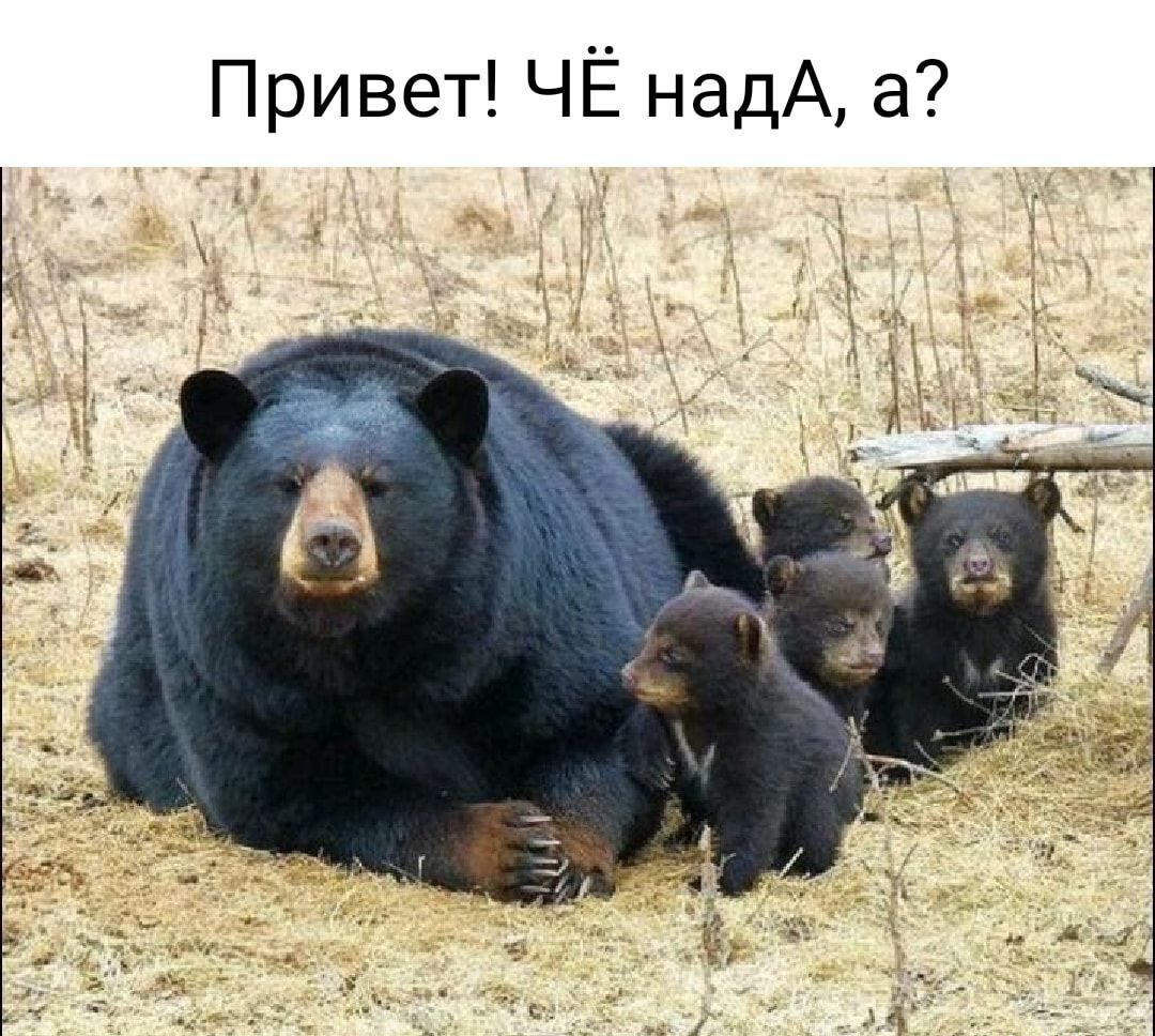 Привет ЧЁ надА а
