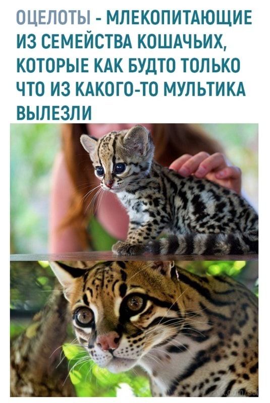 МЛЕКОПИТАЮЩИЕ ИЗ СЕМЕЙСТВА КОШАЧЬИХ КОТОРЫЕ КАК БУДТО ТОП ЬКО ЧТО ИЗ КАКОГО ТО МУЛЬТИКА ВЫПЕЗЛИ