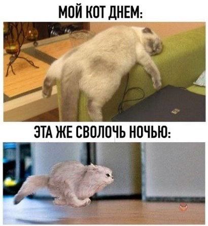 МПЙ КОТ дНЕМ __ __ _
