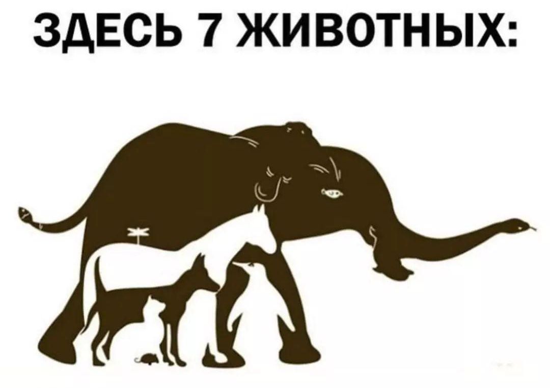 ЗДЕСЬ 7 ЖИВОТНЫХ